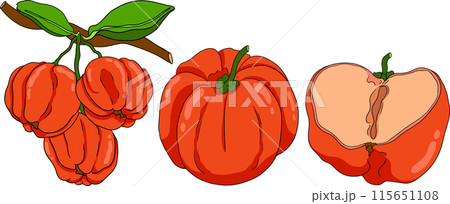 Hand drawn coloring red acerola berry, barbados cherry, Malpighia emarginata. Hand drawn coloring red acerola berry, barbados cherry, Malpighia emarginata. 115651108