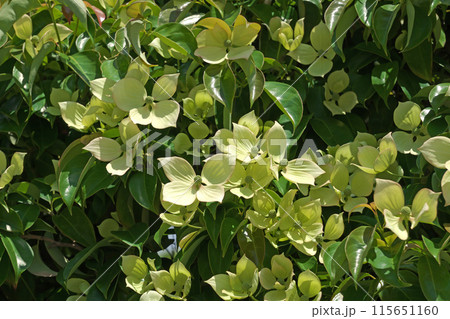 白いホンコンエンシスの花(夏、6月) 白いホンコンエンシスの花(夏、6月) 115651160