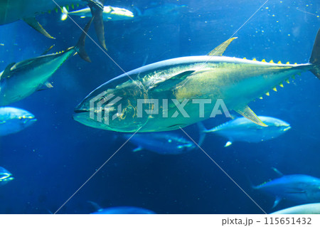 水槽内を泳ぎまわるクロマグロ 115651432