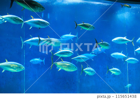 クロマグロの巨大水槽 115651438