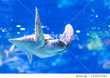 水中を泳ぐウミガメ 115651441