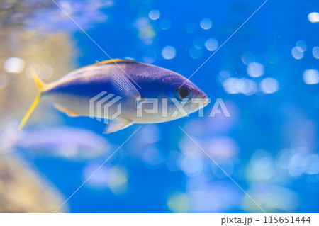 水槽内を泳ぐウメイロモドキ 115651444