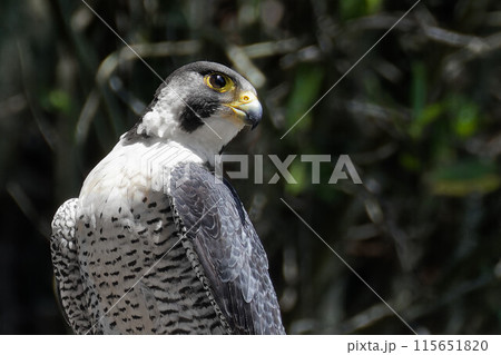 鋭い眼光のハヤブサ成鳥 鋭い眼光のハヤブサ成鳥 115651820