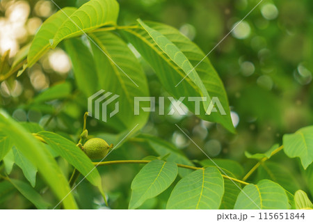 Young walnut fruits in the process of ripening under the crown of a tree, taken on a sunny summer day. The atmosphere of fertility, the future harvest in agriculture. 115651844