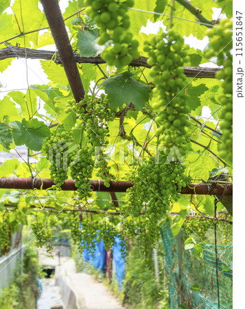 大阪府柏原市のカタシモワイナリーぶどうの並木道 115651847