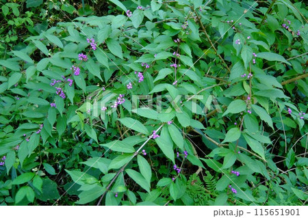 ムラサキシキブの果実　【相模原市津久井　10月】 115651901