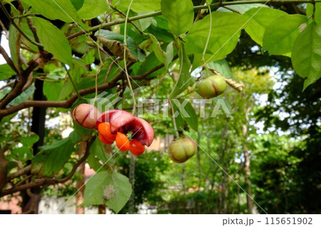 ツリバナの果実 【相模原市津久井 10月】 ツリバナの果実 【相模原市津久井 10月】 115651902