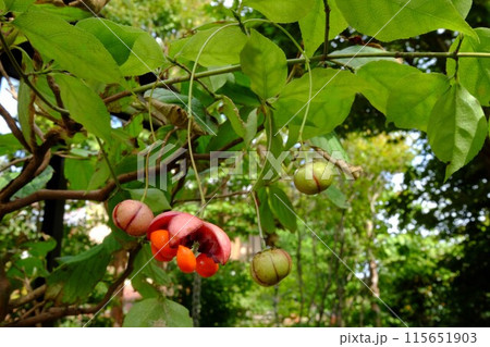 ツリバナの果実　【相模原市津久井　10月】 115651903