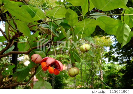 ツリバナの果実 【相模原市津久井 10月】 ツリバナの果実 【相模原市津久井 10月】 115651904