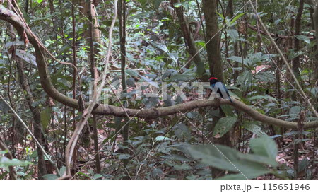 Colorful bird perched on branch in dense green jungle 115651946