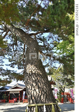 中山道鴻巣宿散歩:鴻神社 御神木 鴻巣市本宮町 中山道鴻巣宿散歩:鴻神社 御神木 鴻巣市本宮町 115652181