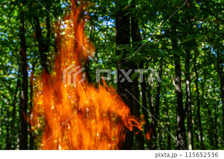 Flame of charcoal fire. Hearth for cooking and heating. Danger in forest Flame of charcoal fire. Hearth for cooking and heating. Danger in forest 115652536