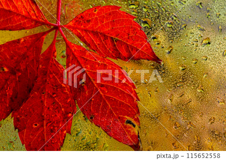 abstract background fall, glass drops autumn yellow leaves wet october weather abstract background fall, glass drops autumn yellow leaves wet october weather 115652558