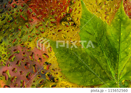 abstract background fall, glass drops autumn yellow leaves wet october weather abstract background fall, glass drops autumn yellow leaves wet october weather 115652560