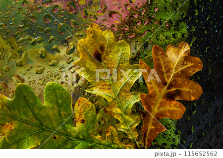 abstract background fall, glass drops autumn yellow leaves wet october weather 115652562