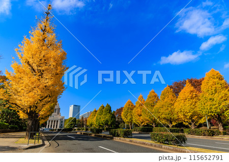 東京 千代田区 永田町 国会議事堂周辺の紅葉 東京 千代田区 永田町 国会議事堂周辺の紅葉 115652791