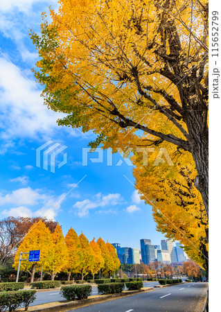 東京 千代田区 永田町 国会議事堂周辺の紅葉 東京 千代田区 永田町 国会議事堂周辺の紅葉 115652799