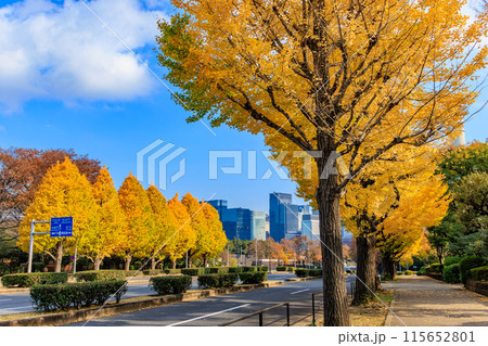 東京 千代田区 永田町 国会議事堂周辺の紅葉 東京 千代田区 永田町 国会議事堂周辺の紅葉 115652801