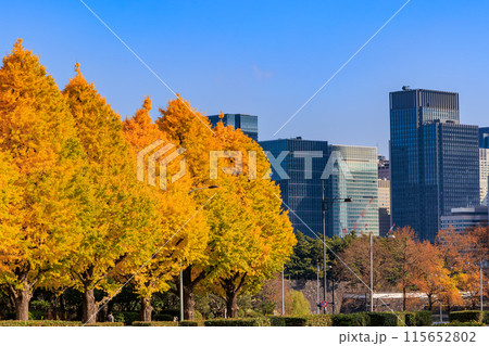 東京 千代田区 永田町 国会議事堂周辺の紅葉 東京 千代田区 永田町 国会議事堂周辺の紅葉 115652802