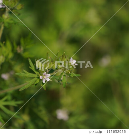 アメリカフウロの花 115652936