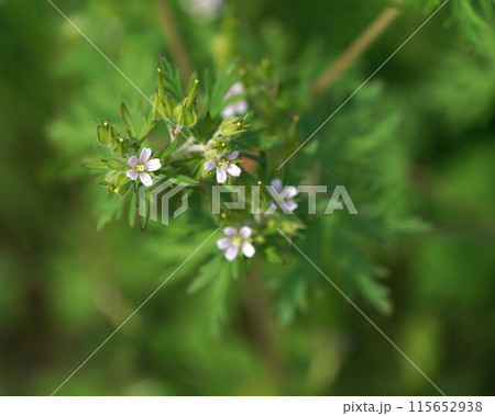 アメリカフウロの花 115652938