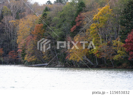 秋のオンネトーの紅葉 秋のオンネトーの紅葉 115653832