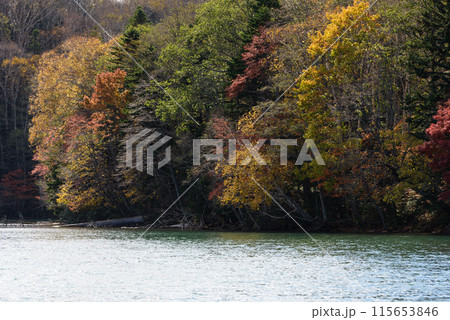 秋のオンネトーの紅葉 秋のオンネトーの紅葉 115653846