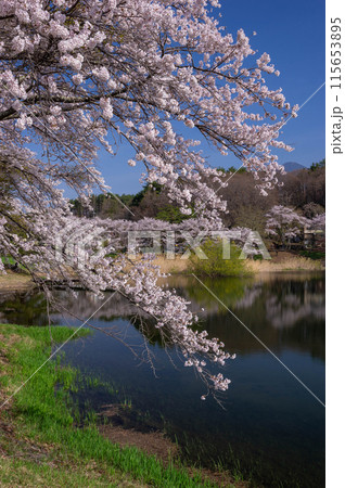 青空を映す「みどり湖」の池畔を彩る満開のソメイヨシノ 青空を映す「みどり湖」の池畔を彩る満開のソメイヨシノ 115653895