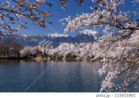 残雪の甲斐駒ヶ岳を背景に池畔を彩る牛池のソメイヨシノ 残雪の甲斐駒ヶ岳を背景に池畔を彩る牛池のソメイヨシノ 115653905