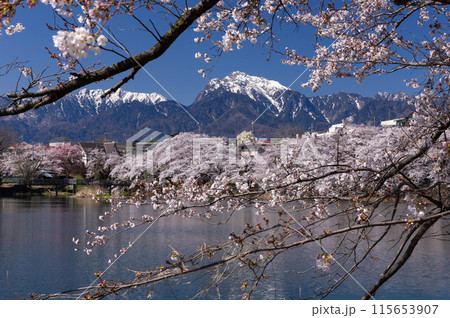 残雪の甲斐駒ヶ岳を背景に池畔を彩る牛池のソメイヨシノ 残雪の甲斐駒ヶ岳を背景に池畔を彩る牛池のソメイヨシノ 115653907