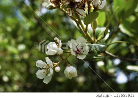 シャリンバイ 115653915