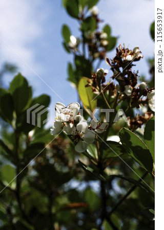 シャリンバイ シャリンバイ 115653917