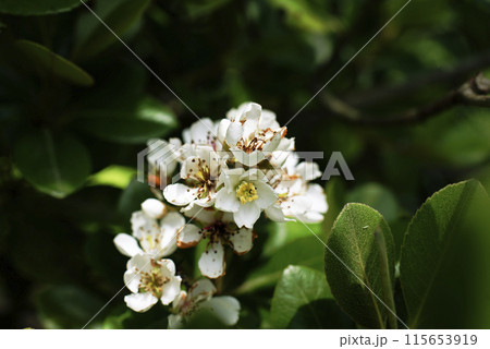 シャリンバイ シャリンバイ 115653919