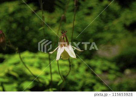 ヤマオダマキの花	 ヤマオダマキの花	 115653928
