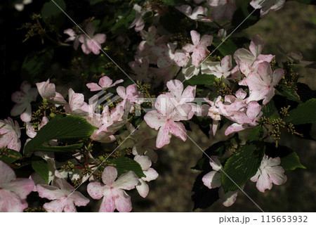 ヤブデマリの花 ヤブデマリの花 115653932