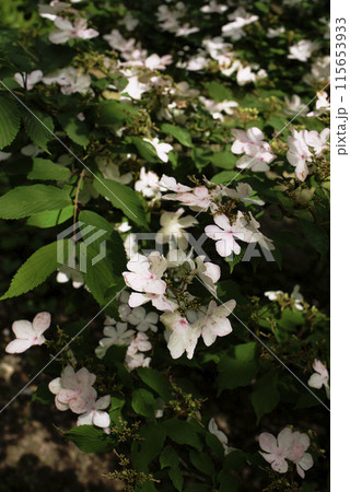 ヤブデマリの花 ヤブデマリの花 115653933