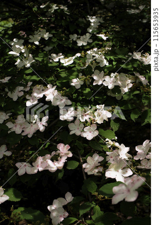 ヤブデマリの花 ヤブデマリの花 115653935