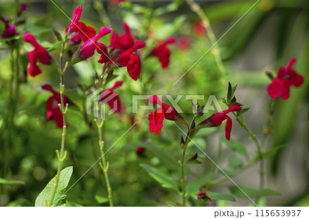 チェリーセージ チェリーセージ 115653937