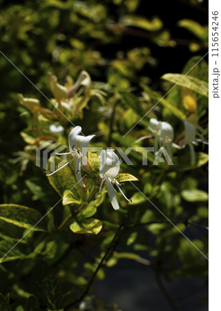 スイカズラ 115654246