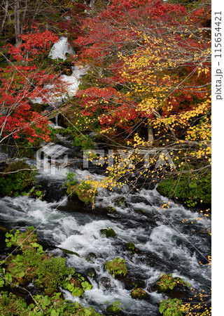 滝見橋の紅葉 滝見橋の紅葉 115654421