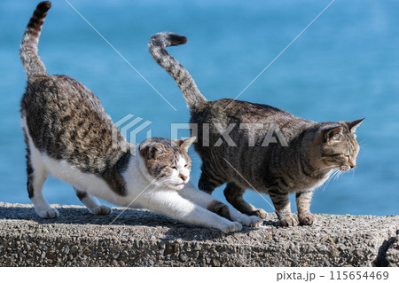 堤防でくつろぐ二匹の猫 堤防でくつろぐ二匹の猫 115654469
