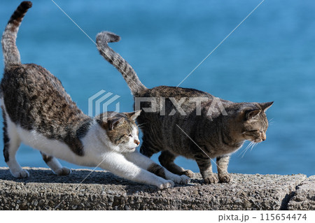 堤防でくつろぐ二匹の猫 115654474