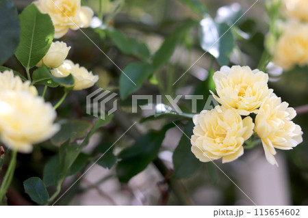 黄色いモッコウバラの花 115654602