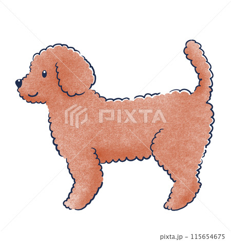 立っているトイプードルの横向き色鉛筆の手描きイラスト 115654675