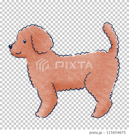 立っているトイプードルの横向き色鉛筆の手描きイラスト 115654675
