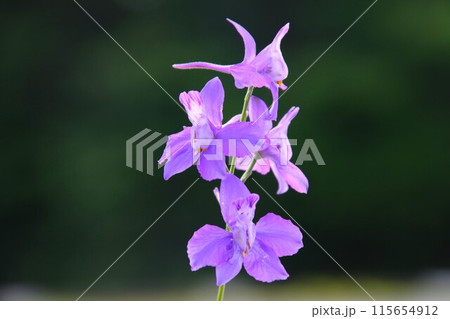 ヒエンソウの紫色の綺麗な花 ヒエンソウの紫色の綺麗な花 115654912