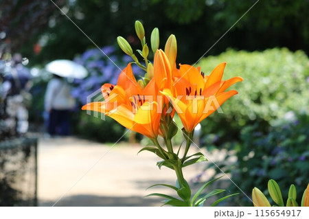 オレンジ色の美しいユリの花  初夏の公園 115654917