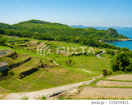 米の稲を育てる夏の唐櫃棚田　香川県の豊島　農業 115654921