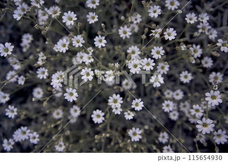 small flowers of Cerastium in a flower bed small flowers of Cerastium in a flower bed 115654930