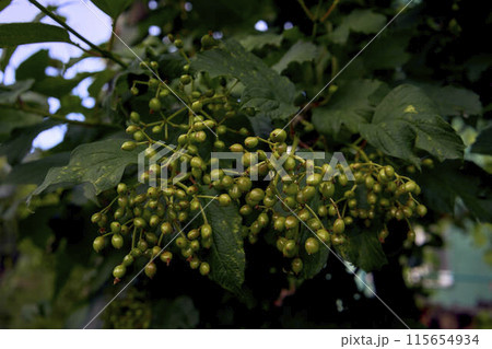 green viburnum berries in summer green viburnum berries in summer 115654934